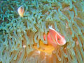 Pink Anemonefish