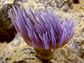 Purple Anemone