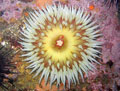 Fish-Eating Anemone