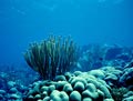 Starlet Coral Reef