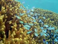 Finger Coral Forest