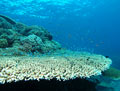 Table Coral Shelf