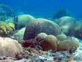 Brain Coral Reef