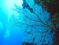 Giant Sea Fan