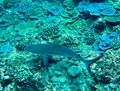 Reef Shark and Coral