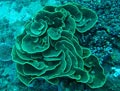 Giant Cabbage Coral
