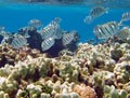 Hawaiian Reef Fish