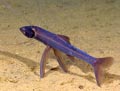 Deep Sea Tripod Fish