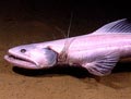 Deep Sea Lizardfish