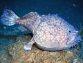 Deep-Water Goosefish