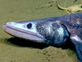Bathysaurus Fish