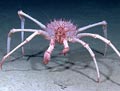 Deep Sea Lithodid Crab