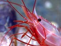 Deep Sea Shrimp