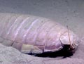 Giant Isopod