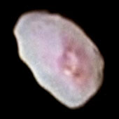 New Horizons image of Pluto's moon Nix