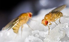Image of fruit flies, the first animals in space