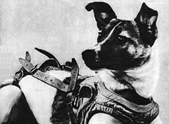 Image of Laika, the first live animal in space