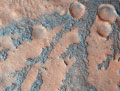 Martian Ferns