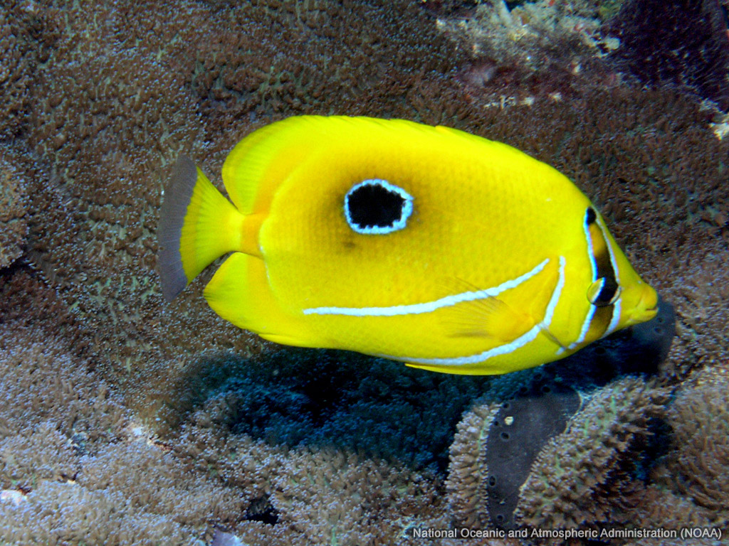 Bennet's Butterflyfish wallpaper