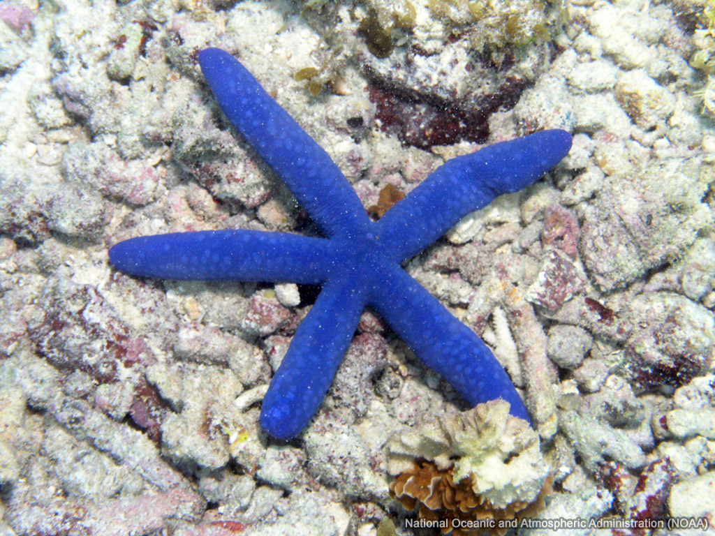 Blue Starfish wallpaper