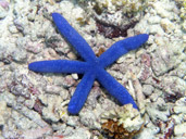 Blue Starfish