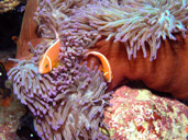 Clownfish & Anemone