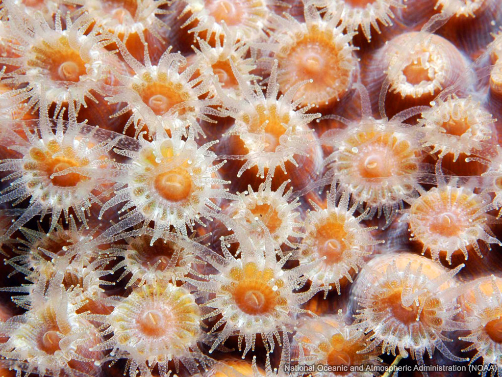 Coral Polyps wallpaper