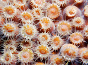 Coral Polyps