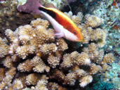 Freckled Hawkfish