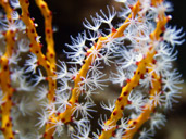 Orange Gorgonian