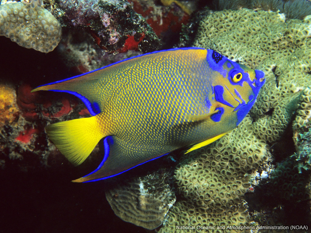 Queen Angelfish wallpaper
