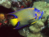 Queen Angelfish