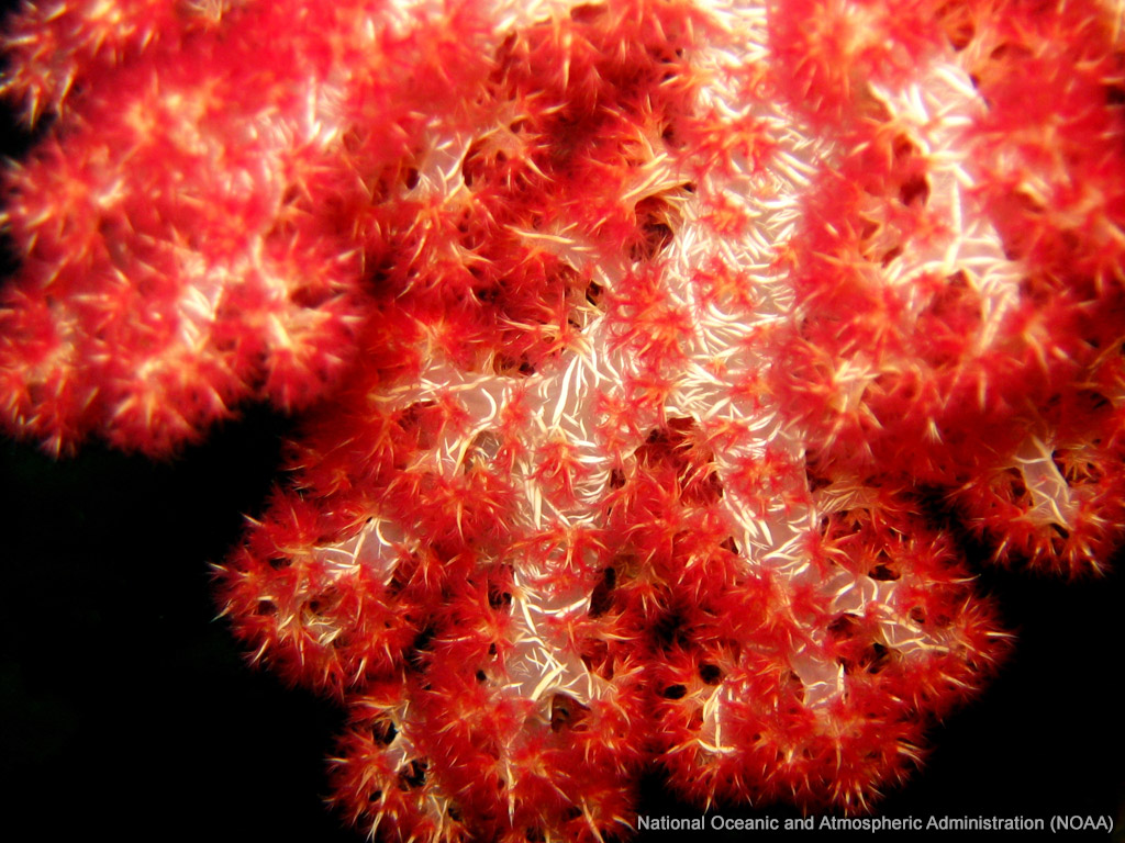 Red Soft Coral wallpaper