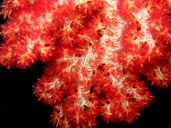 Red Soft Coral