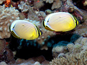 Redfin Butterflyfish