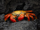 Sally Lightfoot Crab