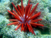 Sea Urchin