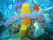 Sponge Colony