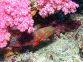 Spotted Grouper