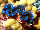 Tridacna Clam