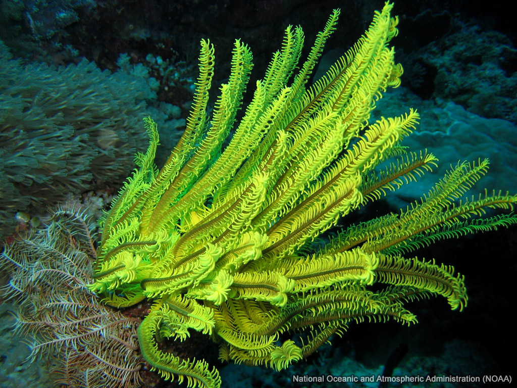 Yellow Crinoid wallpaper
