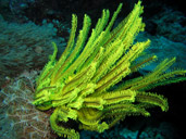 Yellow Crinoid